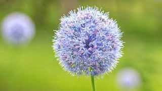 Allium azureum syn Allium caeruleum  FarmerGracycouk [upl. by Lafleur]