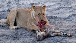 Brutal fight lion kill hyena will shock you [upl. by Aiel]