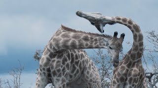 Giraffes Fight in Slow Motion [upl. by Akiret]