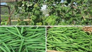 Pruning Primocane Raspberries and tying in new canes Harvesting French beans [upl. by Avilys]