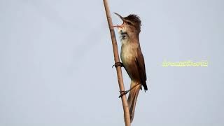 Clamorous Reed Warbler Calls [upl. by Aneehsyt]