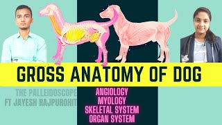 Canine  DOG 🐶🦮🐕Complete Gross Anatomy Muscles location Angiology Skeleton Organs Ft Dr Jayesh [upl. by Einneg]