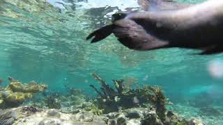 Wildlife at Coral Reef  Greater Antilles Marine Ecoregion [upl. by Nellaf]