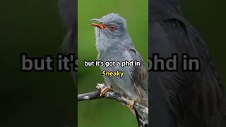 Why the Cuckoo is the Worst Bird Ever funny curiosity scienceshorts [upl. by Trescott948]