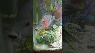 Flowerhorn eats cockroach flowerhorn cockroach shorts [upl. by Sybil]