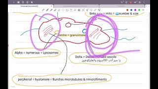 Lec2 Histology  Blood platelets amp Bone marrow  HPS 43 [upl. by Nethsa]