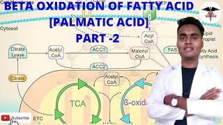 Beta oxidation of palmitic acid  part 2  Energetics  regulation of beta oxidation [upl. by Llertnahs976]