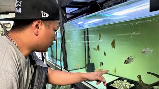 LIOW VIDEO At AquaOne Aquarium 逛鱼店 [upl. by Coco]