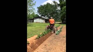 Hilling potatoes with 1953 Farmall Cub [upl. by Yenar]