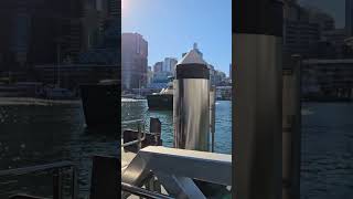 May Gibbs ferry coming into Pyrmont Bay Wharf sydney ferry boat publictransport australia nsw [upl. by Wystand]