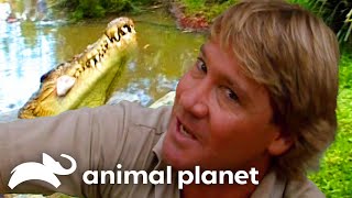 Steve Irwins Big Croc Diaries at Australia Zoo  The Crocodile Hunter  Animal Planet [upl. by Anaicilef]