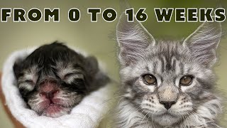 Maine Coon Kittens Evolution [upl. by Magdala395]