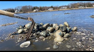 Long island sound clamming catch and cook 142 hard clams [upl. by Ilona]