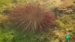 Flysch El susurro de las rocas Geologia  Documental [upl. by Noirad715]