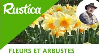 Comment planter un bulbe de narcisse [upl. by Aissela]