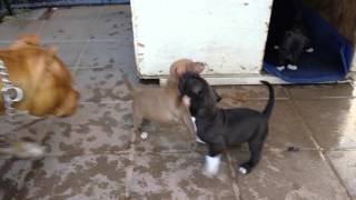 Pitbull puppies Play fighting [upl. by Lagasse530]