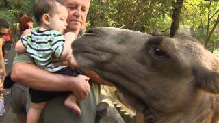 Bactrian Camel Encounter  Cincinnati Zoo [upl. by Weaks]