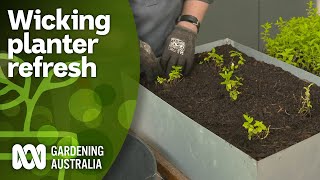 How to set up and rejuvenate wicking planters  DIY Garden Projects  Gardening Australia [upl. by Nelly910]