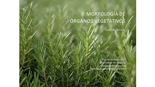 Morfología de órganos vegetativos [upl. by Naasar]