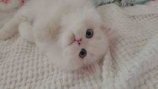 White Persian Kitten rolling around [upl. by Emanuele]