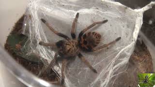 Greenbottle Blue Tarantula Awaiting Habitat Transfer [upl. by Herrington]