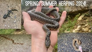 SpringSummer Herping 2024 Rattlesnakes Kingsnakes and more [upl. by Ricardama]