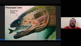 Intro to Chondrichthyes  Marine Biology lecture [upl. by Nnitsuj]