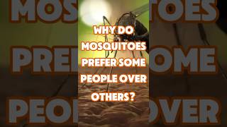 Why do mosquitoes prefer some people over others [upl. by Sine]