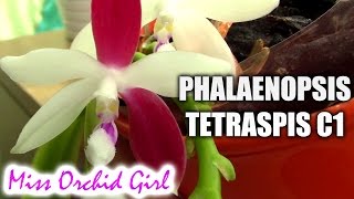 Phalaenopsis tetraspis C1  the orchid that always blooms different [upl. by Lertsek]