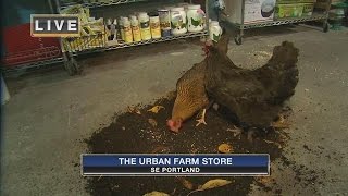 On the Go with Joe at the Urban Farm Store [upl. by Eekorehc]