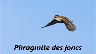 Des oiseaux dAfrique Le Phaéton à bec jaune au Piapiac africain [upl. by Ayardna]