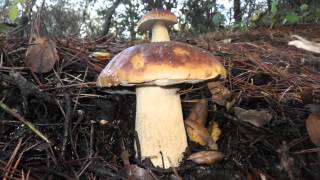 Boletus edulis Sonoma County California USA 2012 Dec 412 [upl. by Grazia]