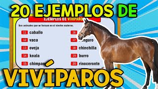 20 EJEMPLOS de Animales VIVÍPAROS I VIVÍPAROS [upl. by Aneekat]