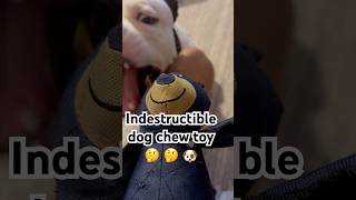 onyx got a new toy pitbull bullybreed puppy puppyface americanstaffordshireterrier goodpup [upl. by Nytsirt997]