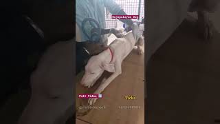 Rajapalayam Dog Training part 2 [upl. by Rosena192]