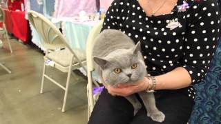 Meet the British Shorthair [upl. by Annunciata588]