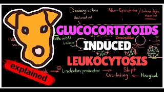 Mechanism of Glucocorticoidsinduced Leukocytosis Why WBC and neutrophils increase on Prednisolone [upl. by Kalbli11]