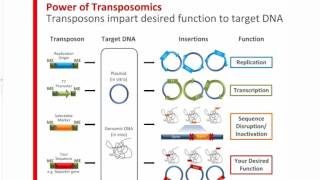 How Can Transposons Accelerate Your Genomics Research [upl. by Okim]