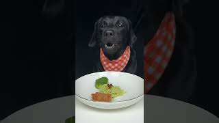 Labrador is unfamiliar with fasting skills Cute pet debut plan Oh my god it smells so good [upl. by Battista]