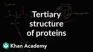 Tertiary structure of proteins  Macromolecules  Biology  Khan Academy [upl. by Oiralednac]