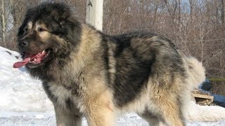 Caucasian Shepherd  The King Of Dogs [upl. by Xineohp995]