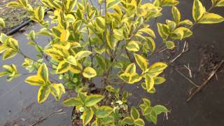 Ligustrum ovalifolium Aureum [upl. by Onid]