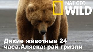 Nat Geo Wild Дикие животные 24 часаАляска рай гризли  Wild 24 [upl. by Alvin]