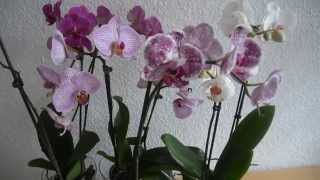 Cara merawat Phalaenopsis [upl. by Lai206]