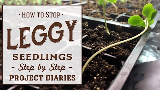 ★ How to Stop Leggy Seedlings Useful Tips amp Step by Step Guide [upl. by Yanarp]