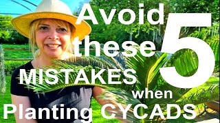 Tropical Gardens UK 5 Mistakes to Avoid When Planting Exotic Sago Palms Cycads  Cycas revoluta [upl. by Yneffit]