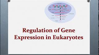 Gene Regulation and the Operon [upl. by Herrington]