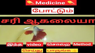 Easy and Simple Treatments to cure your Sicked Betta fish in tamil  தமிழ் [upl. by Dnomhcir]