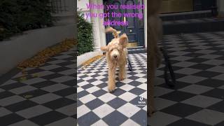 Labradoodle puppy got the wrong address London [upl. by Tse598]