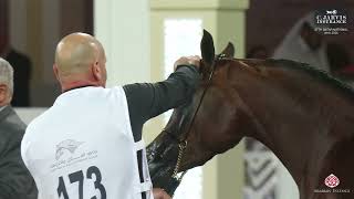 N 173 SAKINA AL SHAQAB 27th Qatar National AHS 2024 Fillies 2 Years Old Section B Class 4B [upl. by Astto]